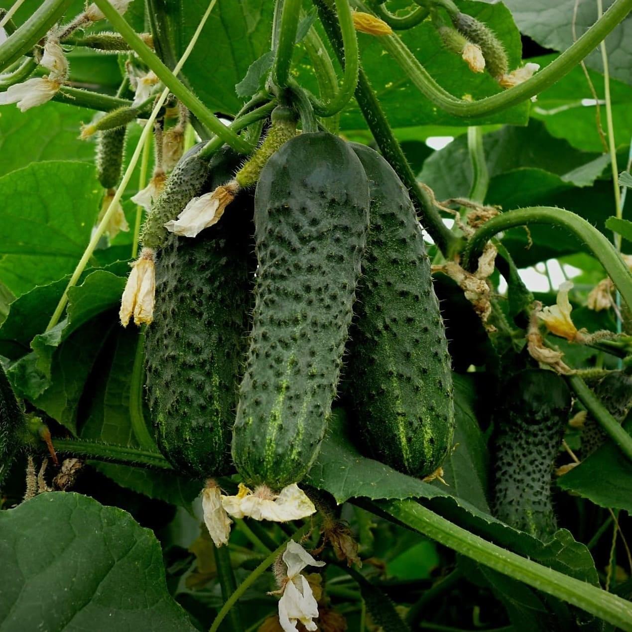 cucumber